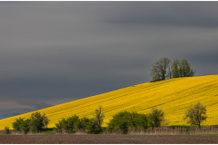 Der gelber Hügel