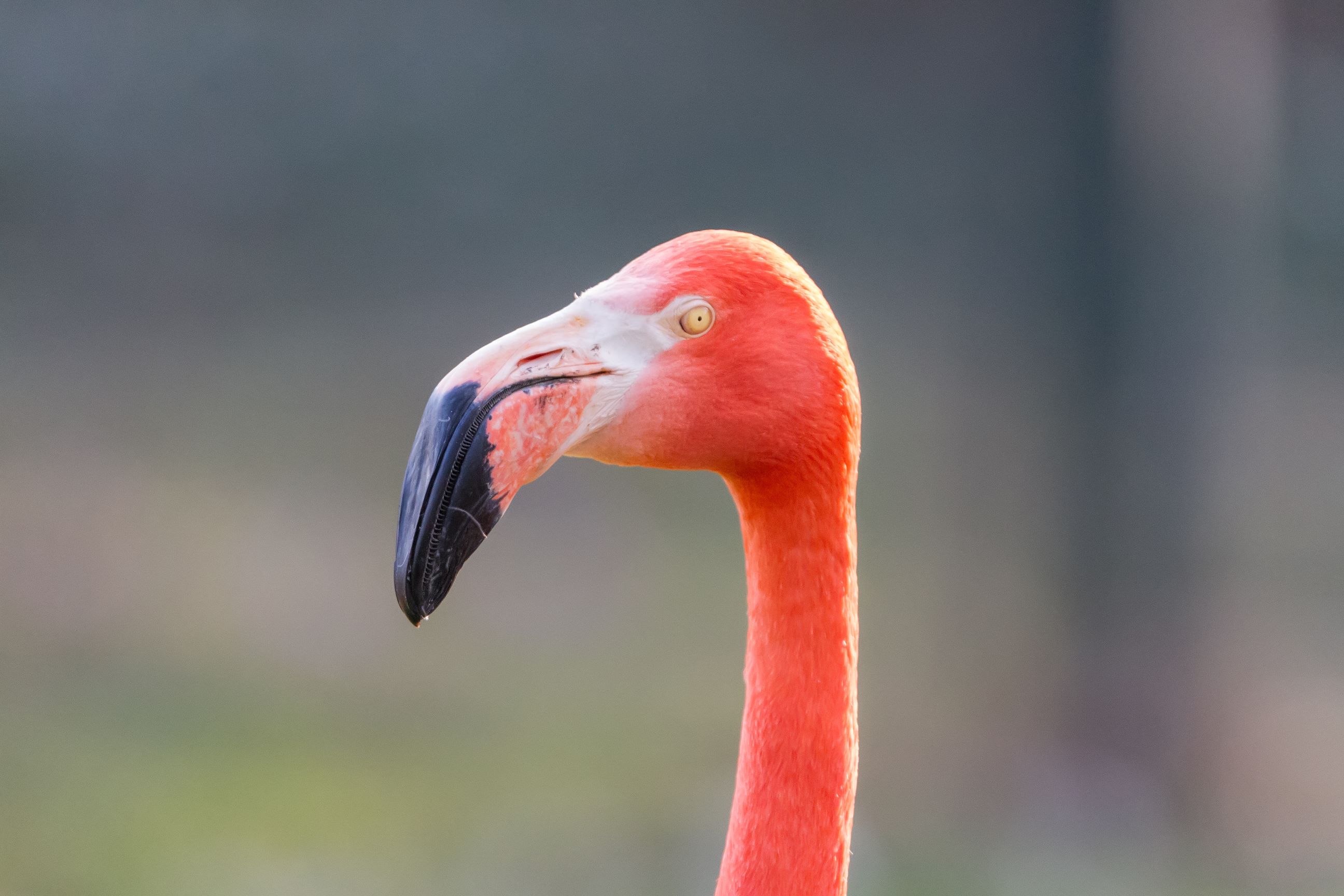 Flamingo-Portrait