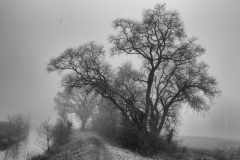 SW.JPG-7