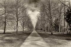 Allee