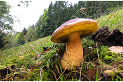 Sommersteinpilz