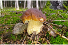 Steinpilz
