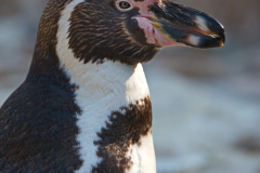 Humboldt-Pinguin