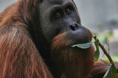 Orang-Utan