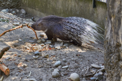Stachelschwein