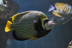 Kaiserfisch