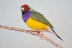 Gouldamadine (Prachtfinke)