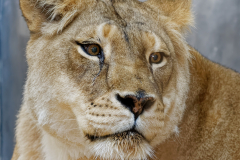 Löwin Safo