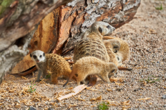 Erdmännchen - Nachwuchs