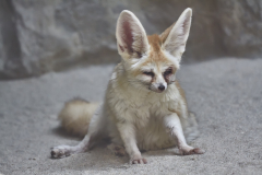 Wüstenfuchs (verschlafen)