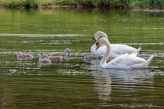 Familienausflug auf der Murg...
