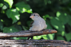 Junger, flaumiger Spatz...