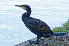 Kormoran auf der Lauer...
