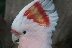 Kakadu-Portrait