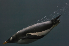 In seinem Element...