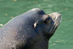 Seelöwe...
