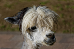 Alpaka Punk