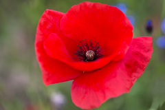 Klatschmohn