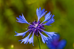 Kornblume