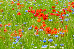 Sommerwiese