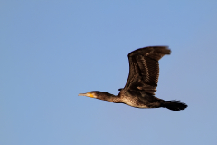Kormoran
