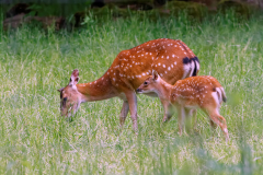 Bambi - Nachwuchs