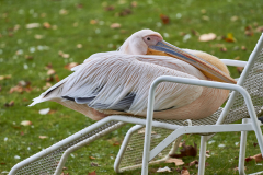 Relaxen auf dem Liegestuhl...