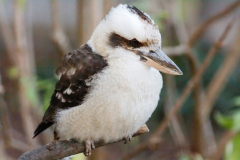 Lachender Hans (Kookaburra)
