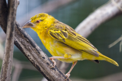 Textorweber (Dorfweber)