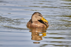 Stockente...