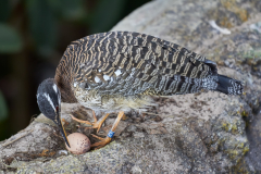 Sonnenralle am Nest