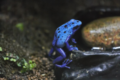Blauer Baumsteiger