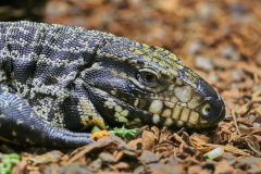 Reptilien - Portrait