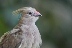 Blaunackenmausvogel