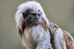 Lisztaffe