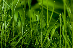 Schmahl-Flora