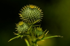 20120620-_DSC0249