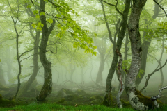 20180510_DGGX80_1030145-1-scaled