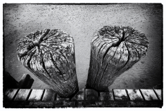 Im Wattenmeer
