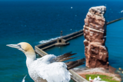 Helgoland