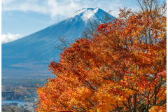 Herbstlaubfärbung am Fuji