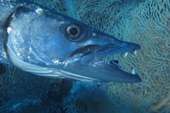 IMG_1002