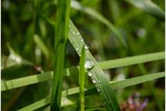 DSC_2733-3-1
