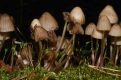 Pilz03