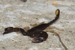 Skorpion3