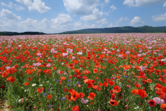 Germerode