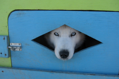 Yukon Husky bei - 20° C