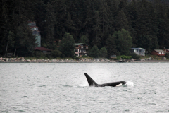 Orca