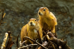Homepage-8