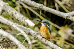 Eisvogel